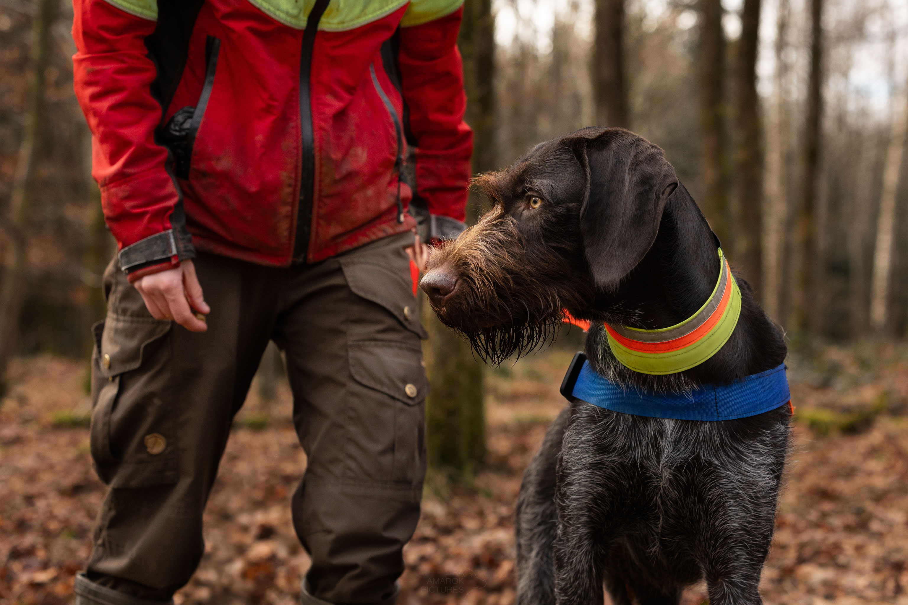 Deutsch Drahthaar Rüde bei der Nachsuche mit seinem Besitzer