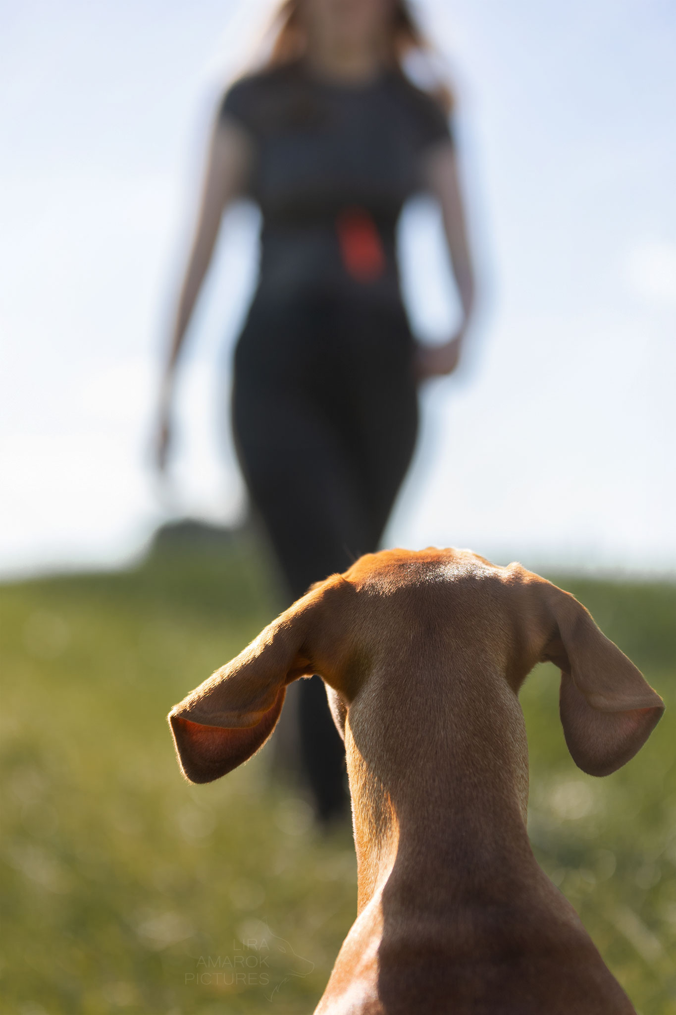Kopf eines Magyar Vizsla von hinten der zu seiner Hundeführerin blickt, die im Hintergrund unscharf zu sehen ist.