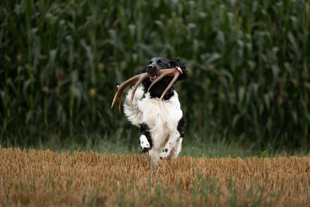 Ein Großer Münsterländer rennt mit Rotwildgeweihstange im Maul übers Stoppelfeld, im Hintergrund sieht man Mais