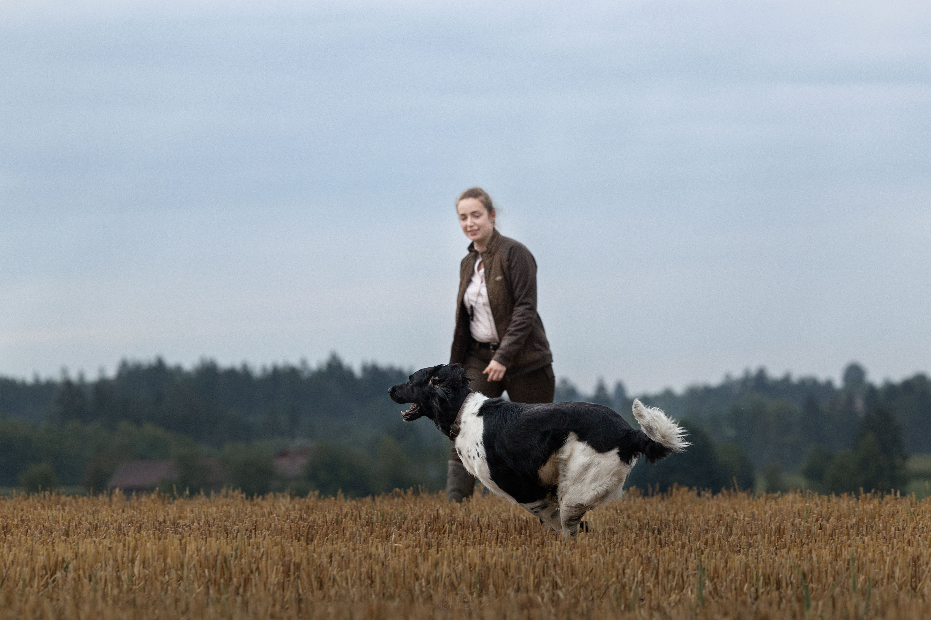 Ein Jagdhund und seine Hundeführerin bei der Quersuche auf einem Stoppelfeld