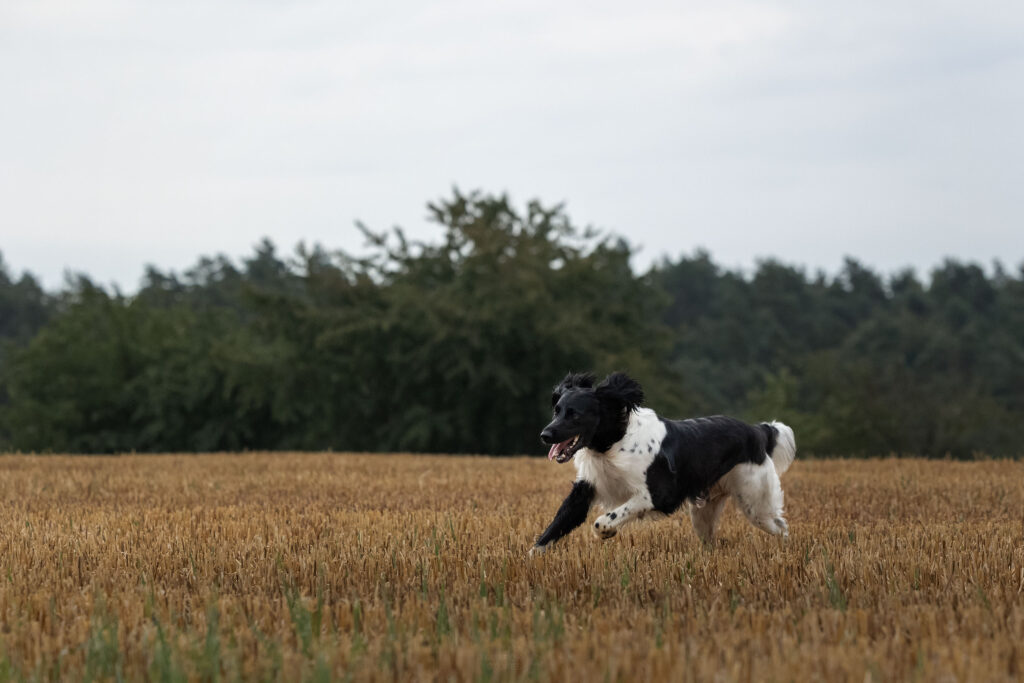 ein Großer Münsterländerrüde rennt übers Stoppelfeld