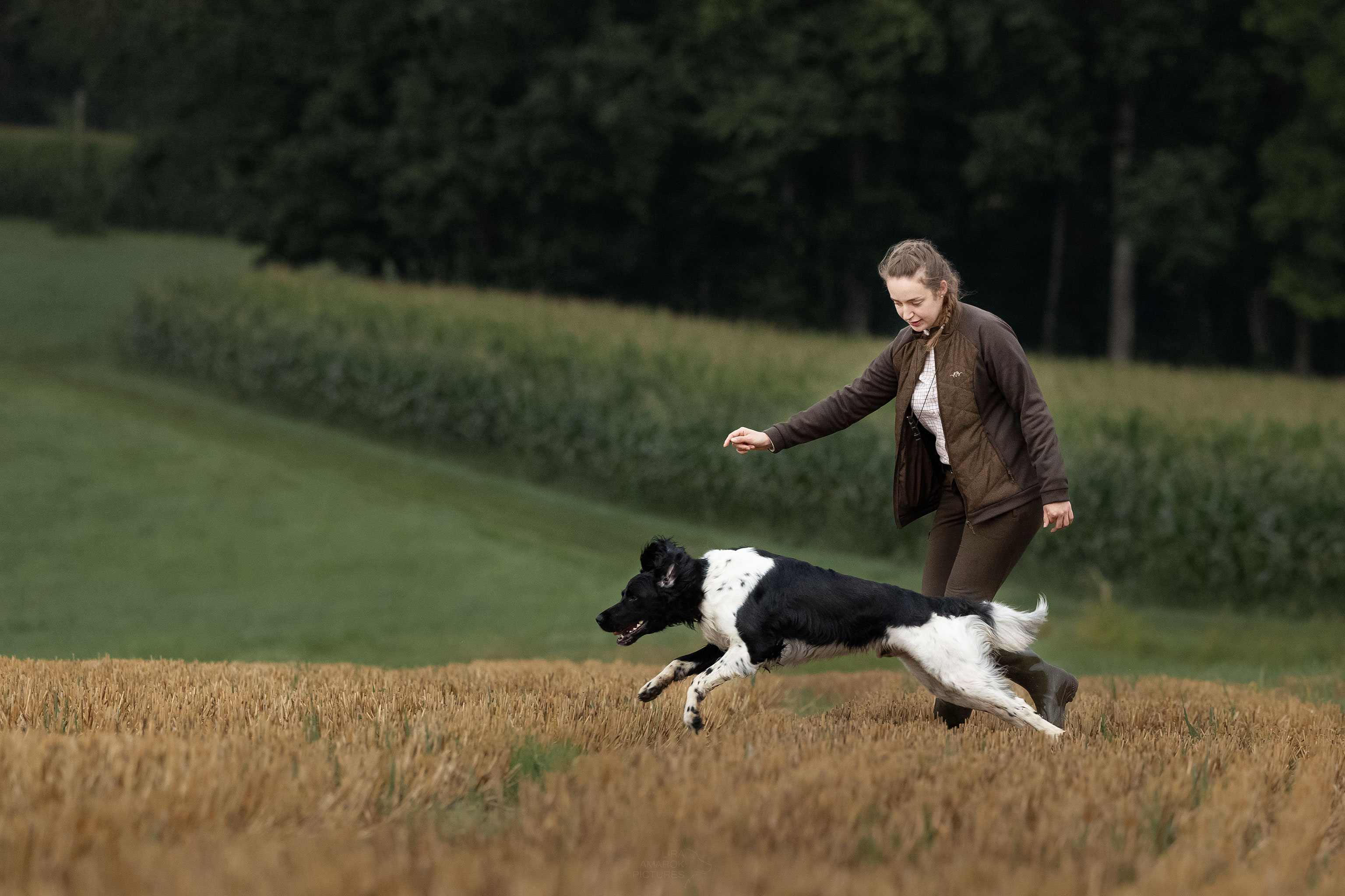 Eine Hundeführerin und ihr Großer Münsterländer auf dem Feld, sie schickt ihn in die Suche