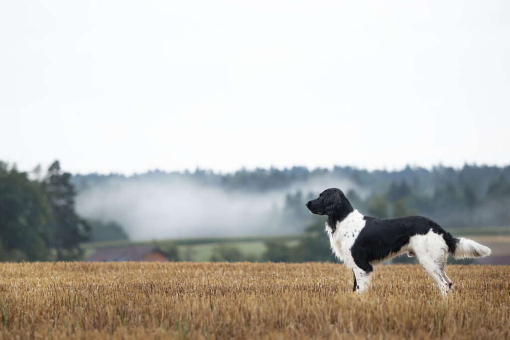 Ein Großer Münsterländer steht auf einem Feld, im Hintergrund ist dichter Nebel im Wald