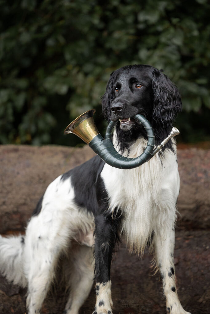 Hund mit Fürst-Pless-Horn im Fang