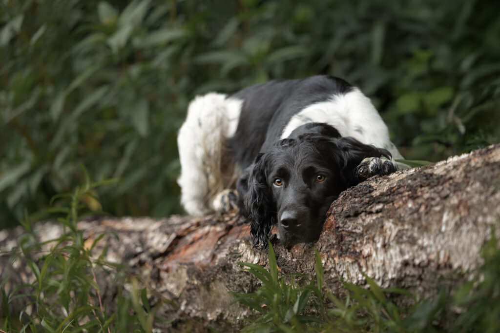 Ein Großer Münsterländerrüde liegt auf einem Baumstamm und blickt zur Kamera