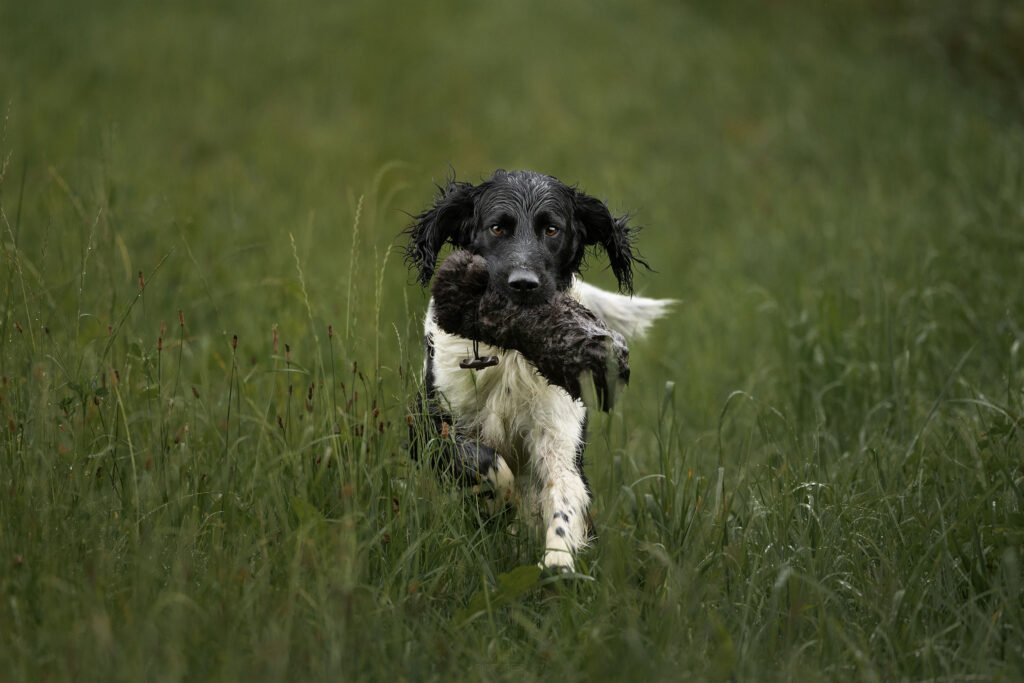 Ein Großer Münsterländer beim Apport eines Felldummies durch eine nasse Wiese