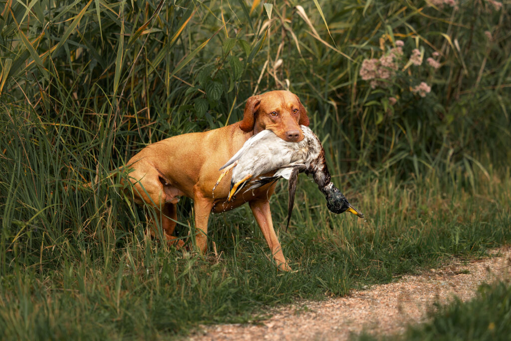 Ein Magyar Vizsla Rüde am Ente apportieren