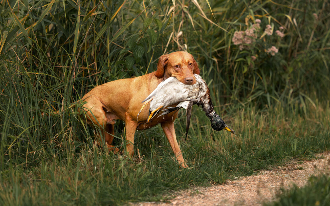 Warum Jagdhunde?