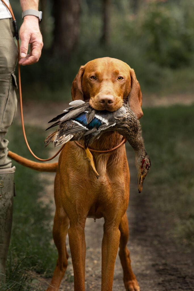 Ein ungarischer Vorstehhund beim Ente apportieren, neben seinem Hundeführer stehend mit der Ente im Fang