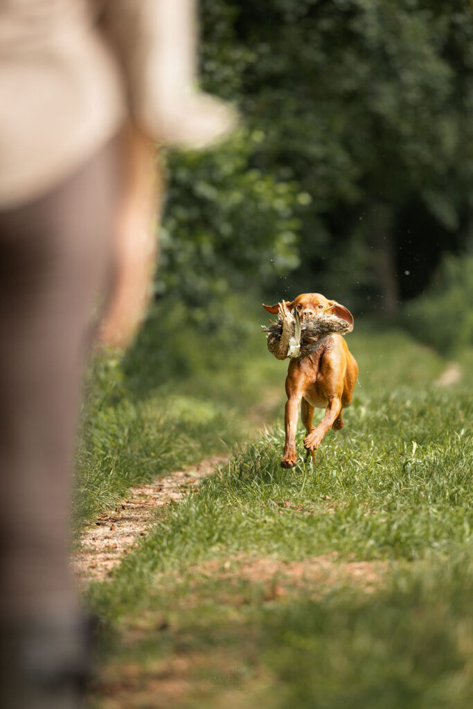 Ein Hund apportiert eine Ente zu seinem Hundeführer