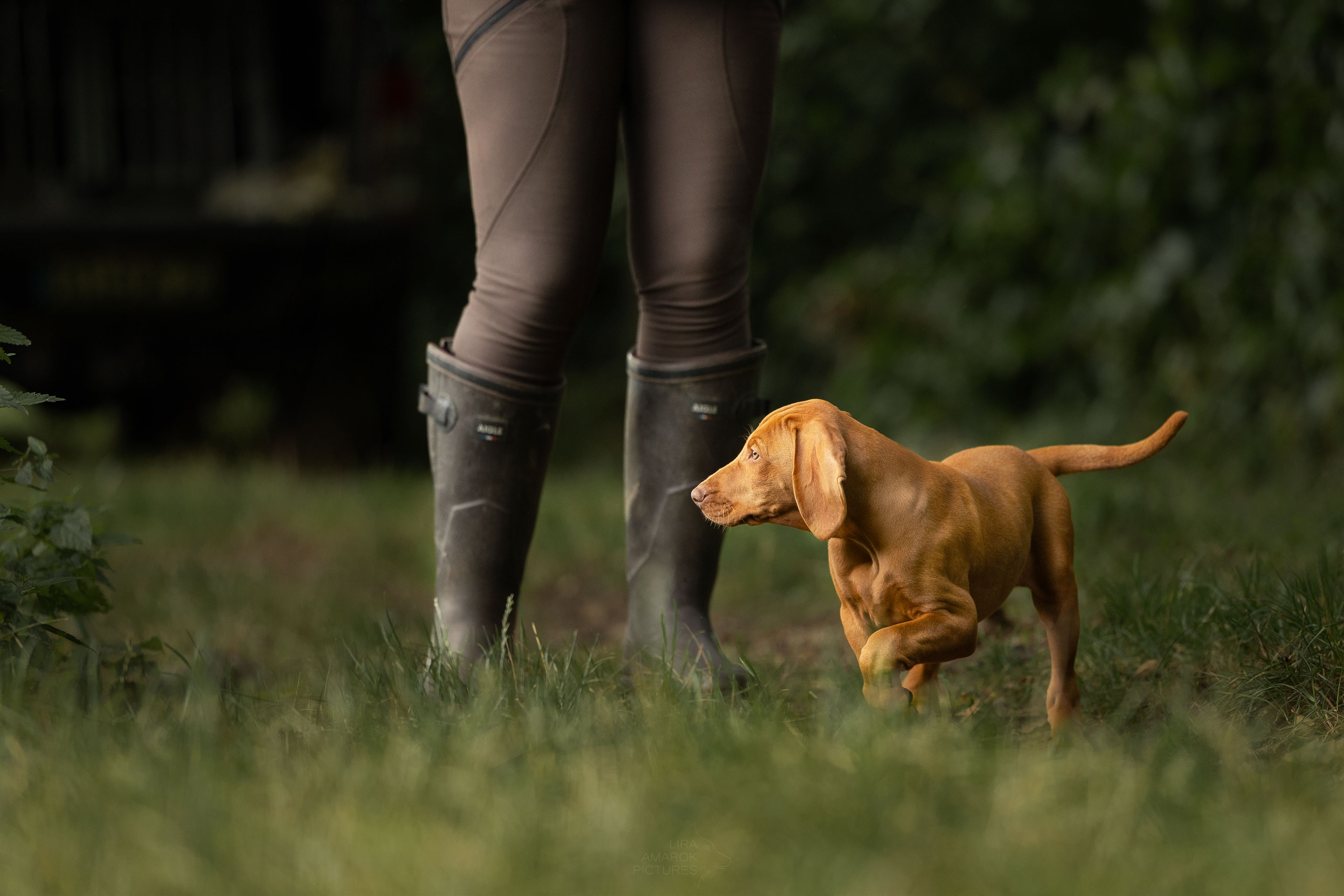 Ein Welpe zu Füßen seines Hundeführers
