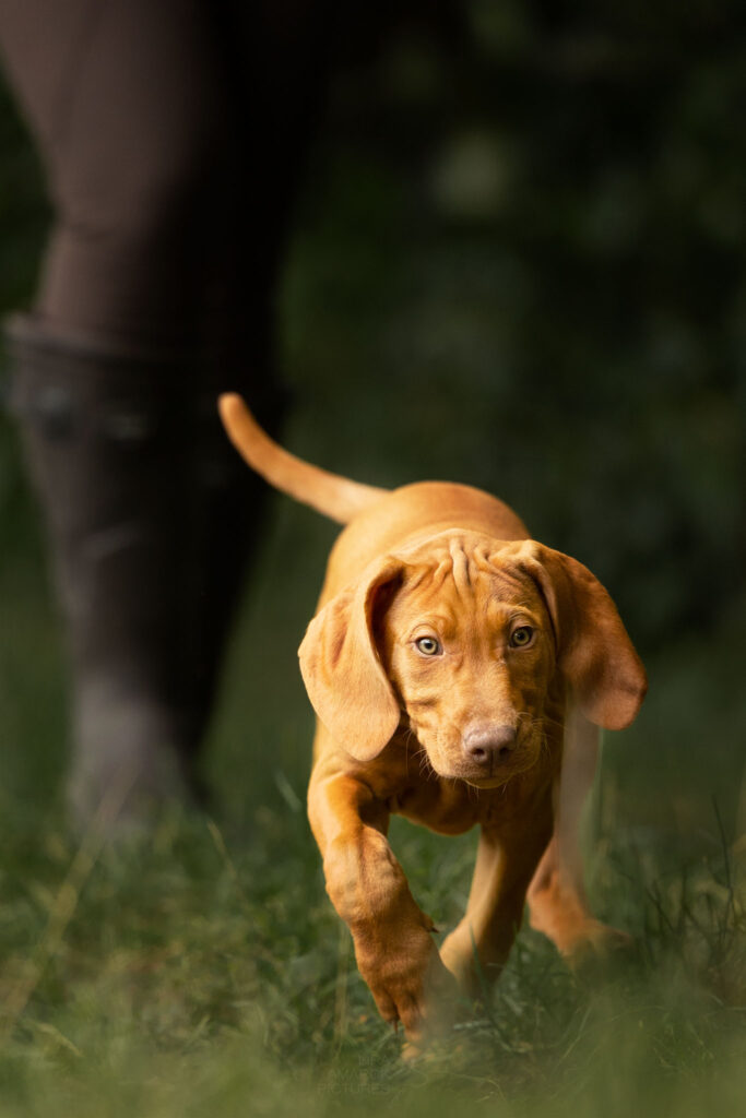 Ein Welpe auf einen zugehend