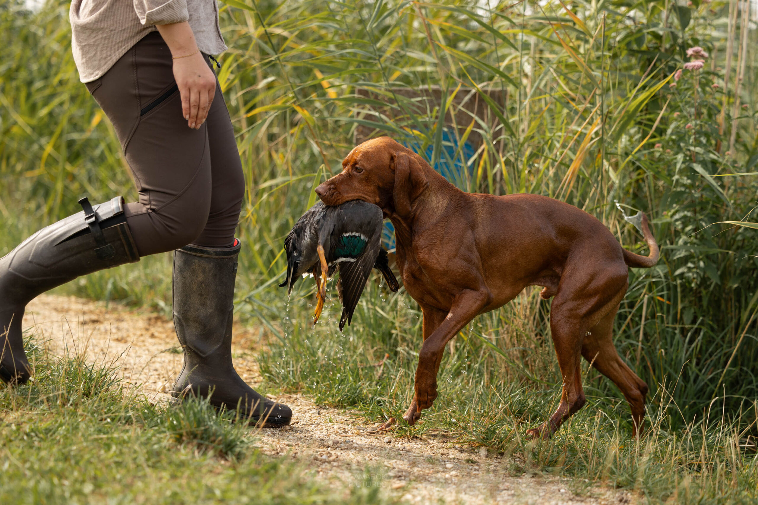 Wasserseminar Ein Vizsla beim Entenapport