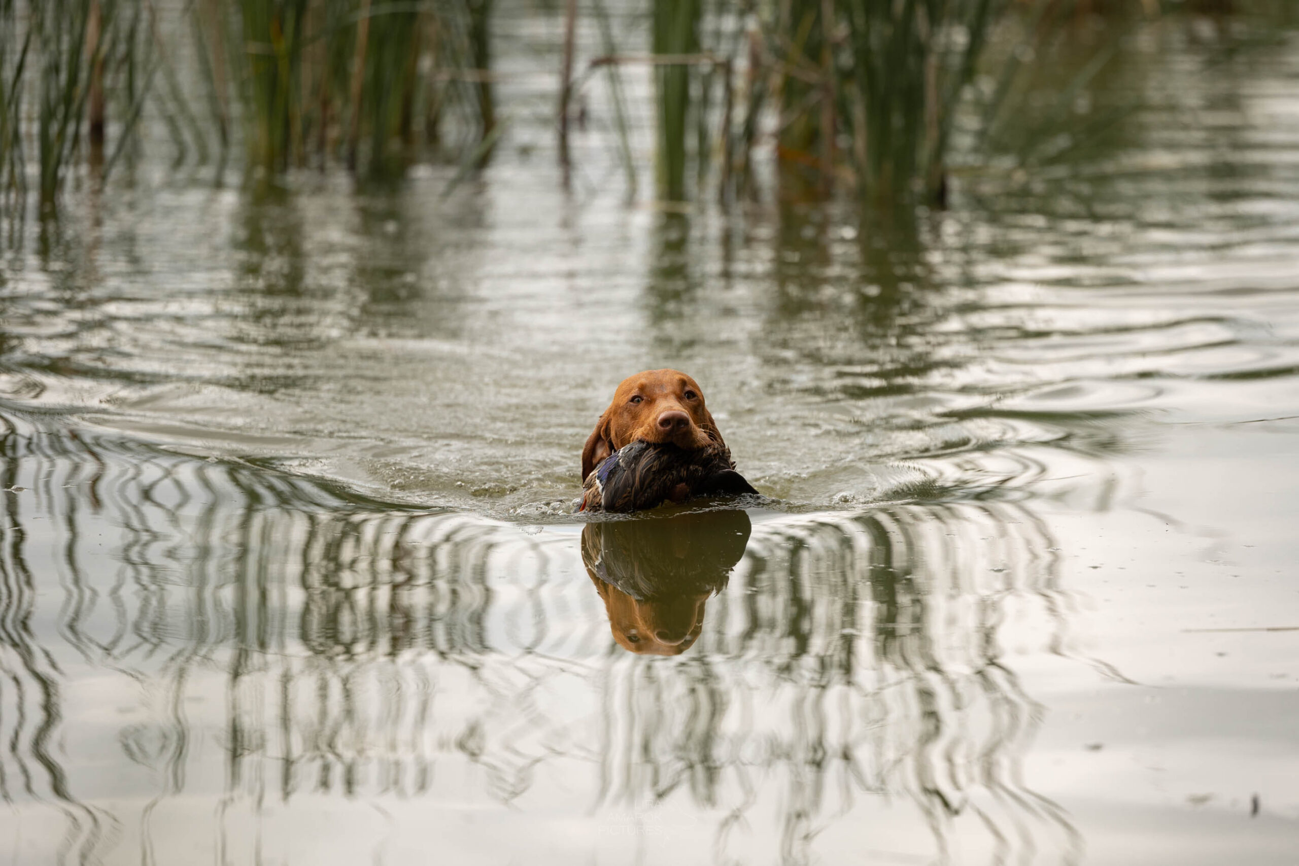 Wasserseminar Ein schwimmender Vizsla mit Ente