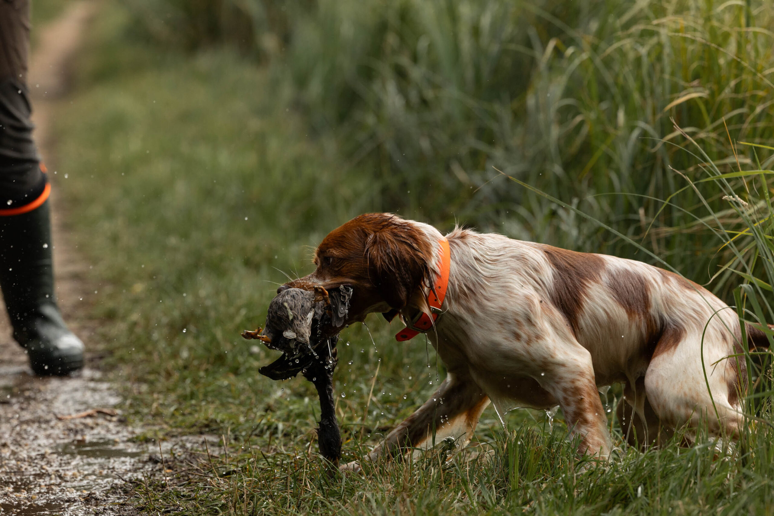 Bretone beim Apportieren einer Ente