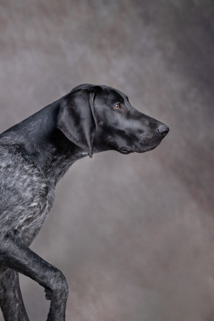Deutsch Kurzhaar läuft vor einem Studiohintergrund lang