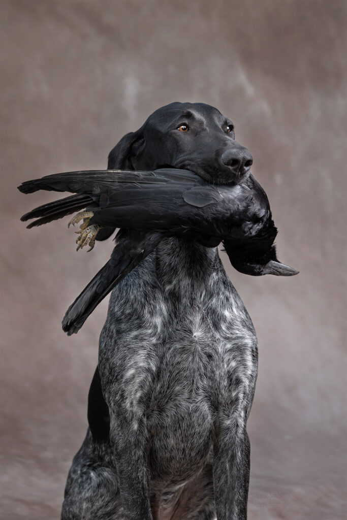 Ein Deutsch Kurzhaar in Schwarzschimmel mit Krähe im Fang