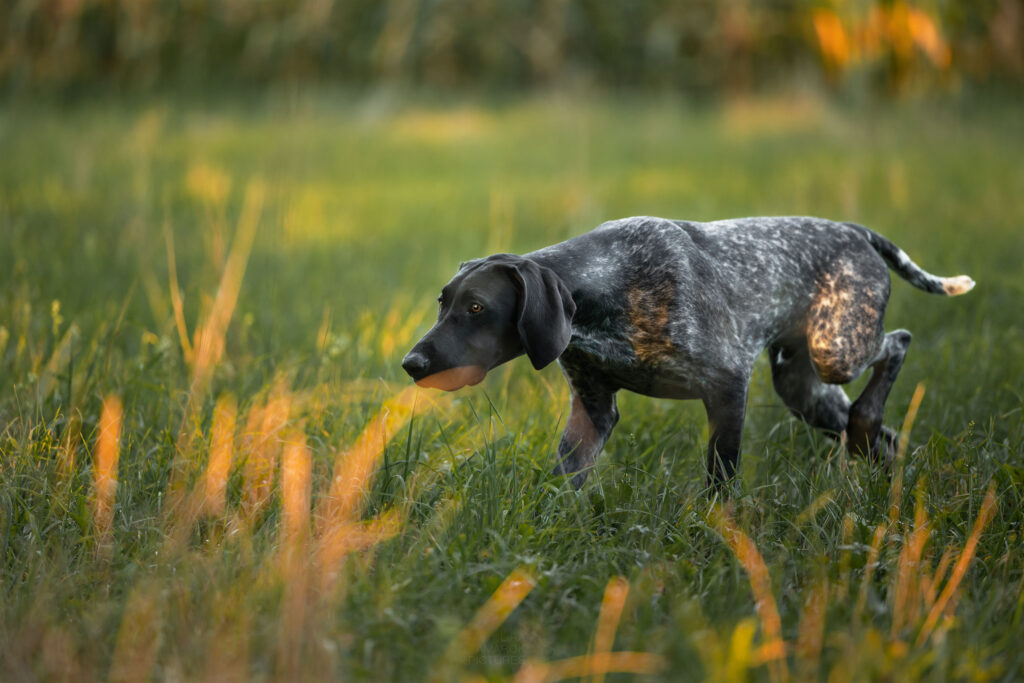 Ein pirschender Deutsch Kurzhaar in der Wiese