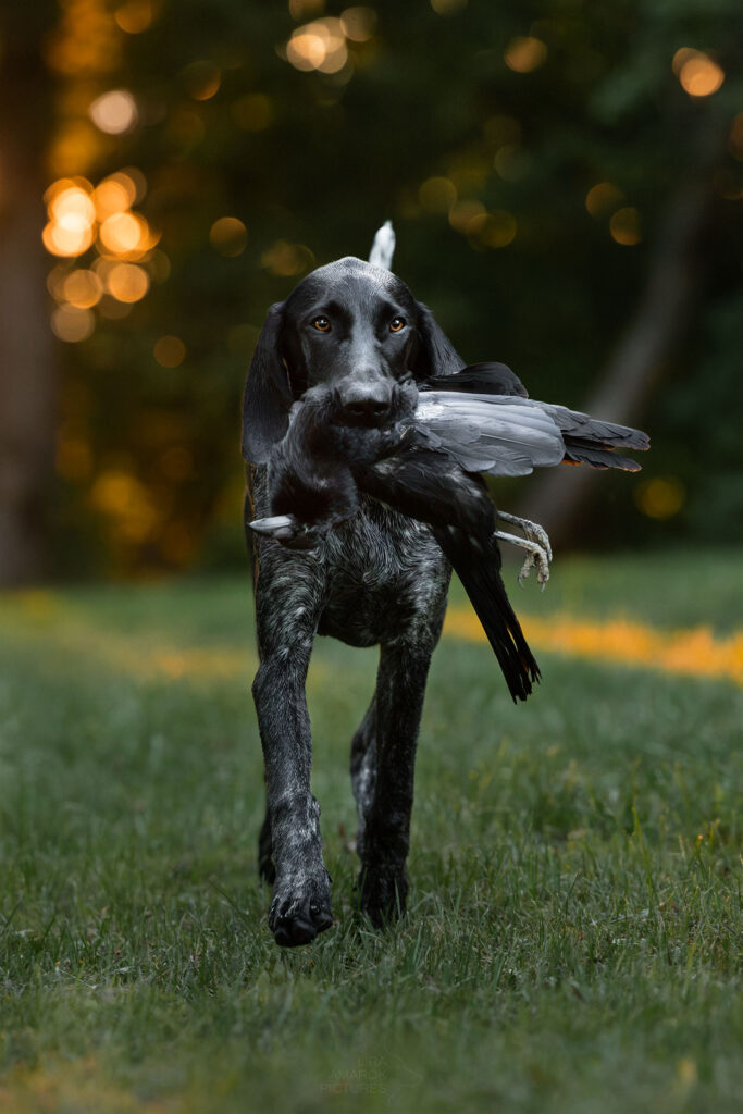 Ein junger Jagdhund apportiert eine Krähe