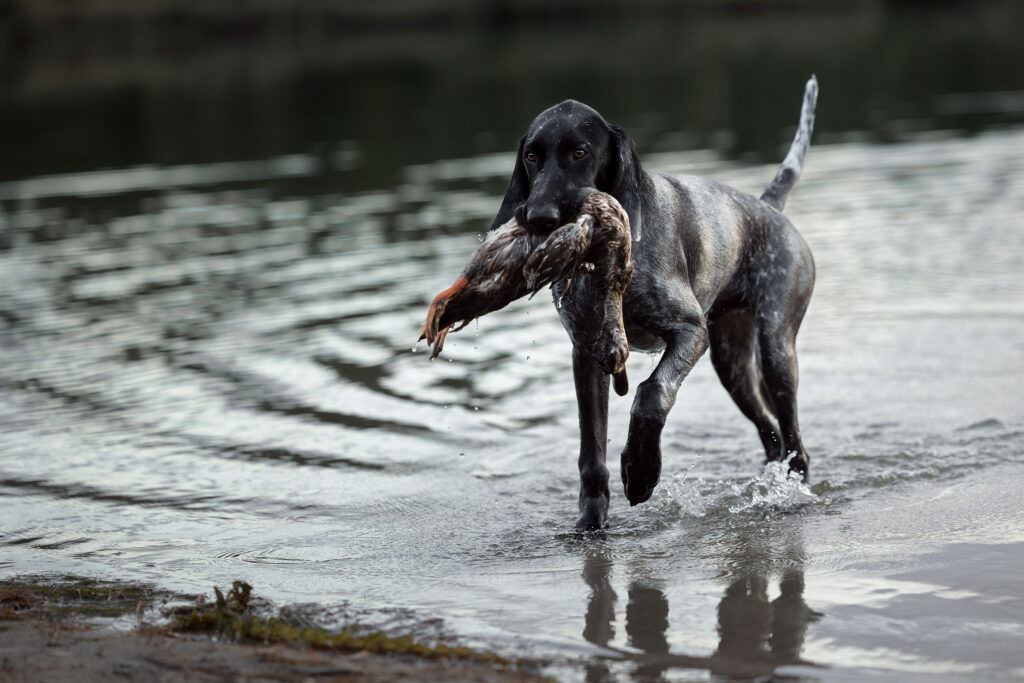 Ein junger Jagdhund apportiert eine Ente