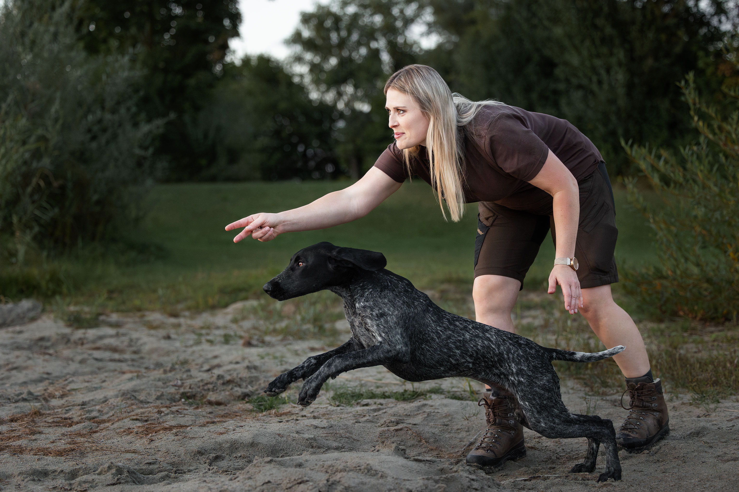 Eine Hundeführerin schickt ihren Deutsch Kurzhaar in die Suche