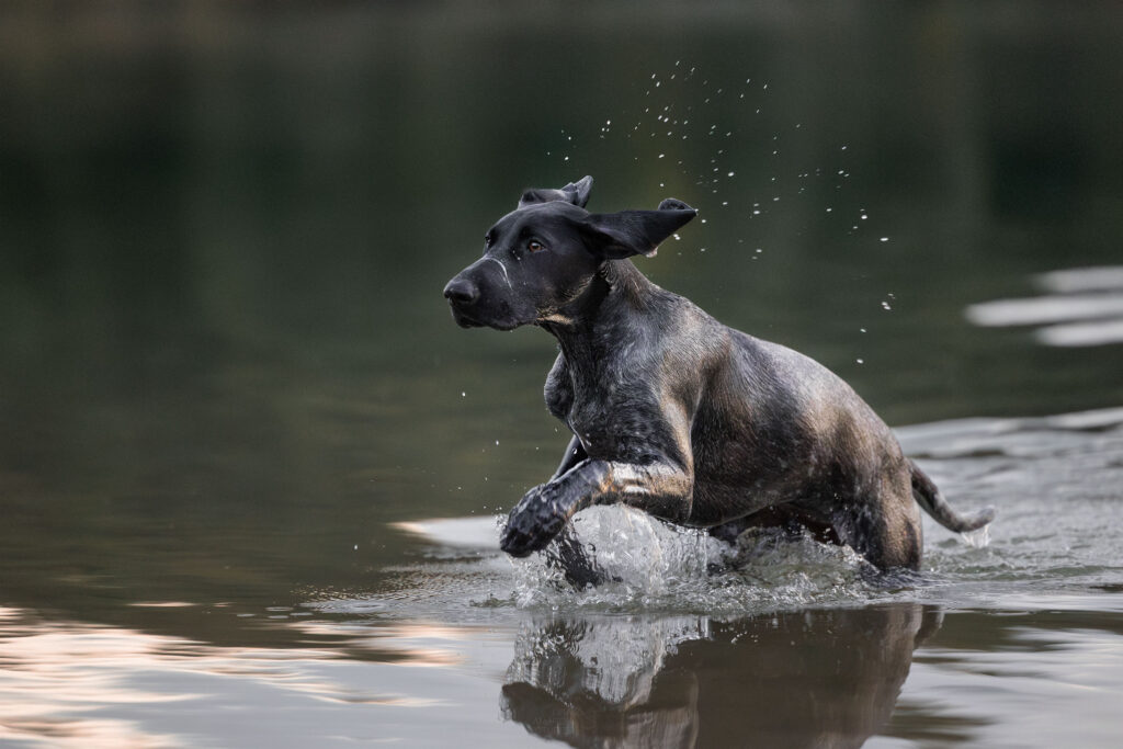 Ein Deutsch Kurzhaar springt durchs Wasser