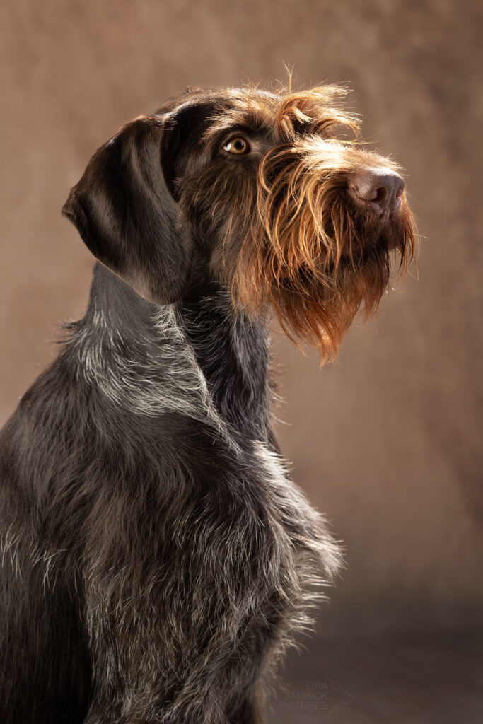 Ein Portrait eines Deutsch Drahthaars