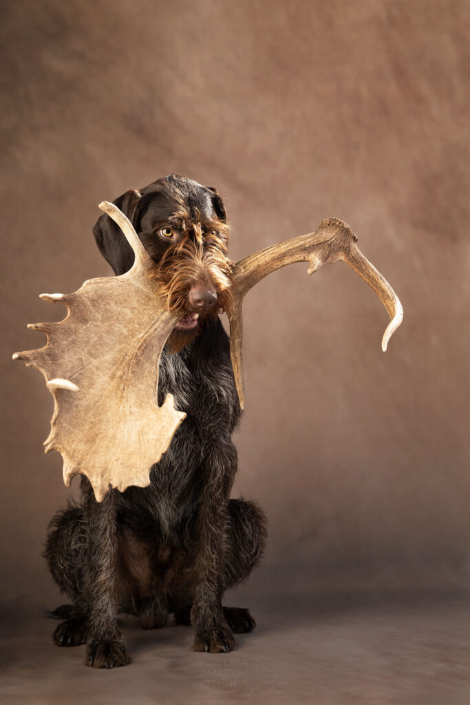 Ein Deutsch Drahthaar mit einem Damhirschvollschaufler im Fang im Studio
