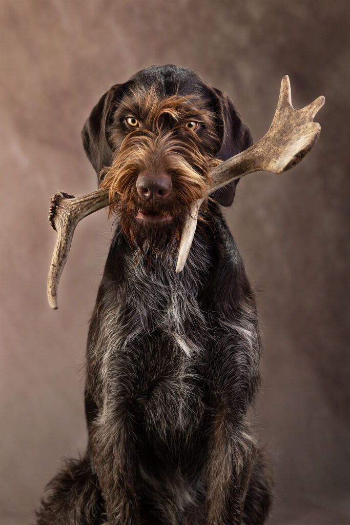 Ein Deutsch Drahthaar mit einer Damknieperstange im Fang im Studio