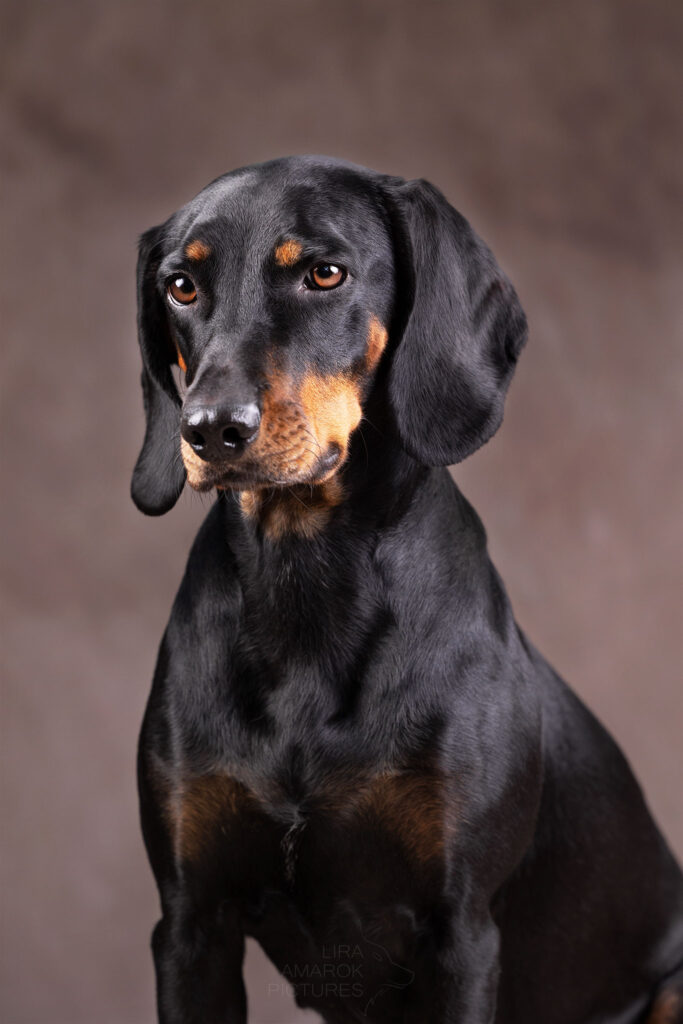 Eine Brandlbracke sitzt im Studio
