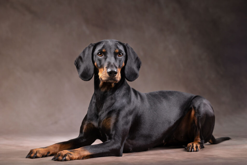 liegende Brandlbracke im Studio