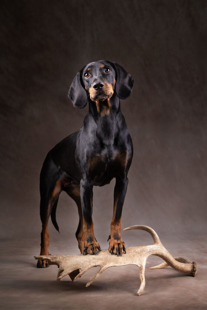 Eine Brandlbracke steht auf einer Abwurfstange eines Damvollschauflers