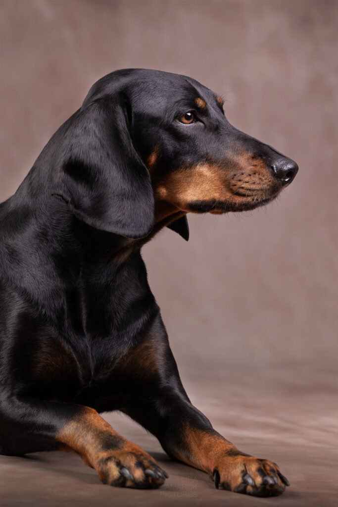 Seitenansicht eines Jagdhundes im Studio