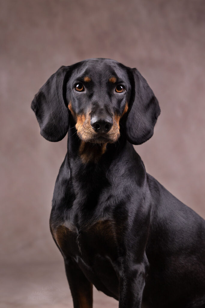 Eine Brandlbracke blickt direkt in die Kamera