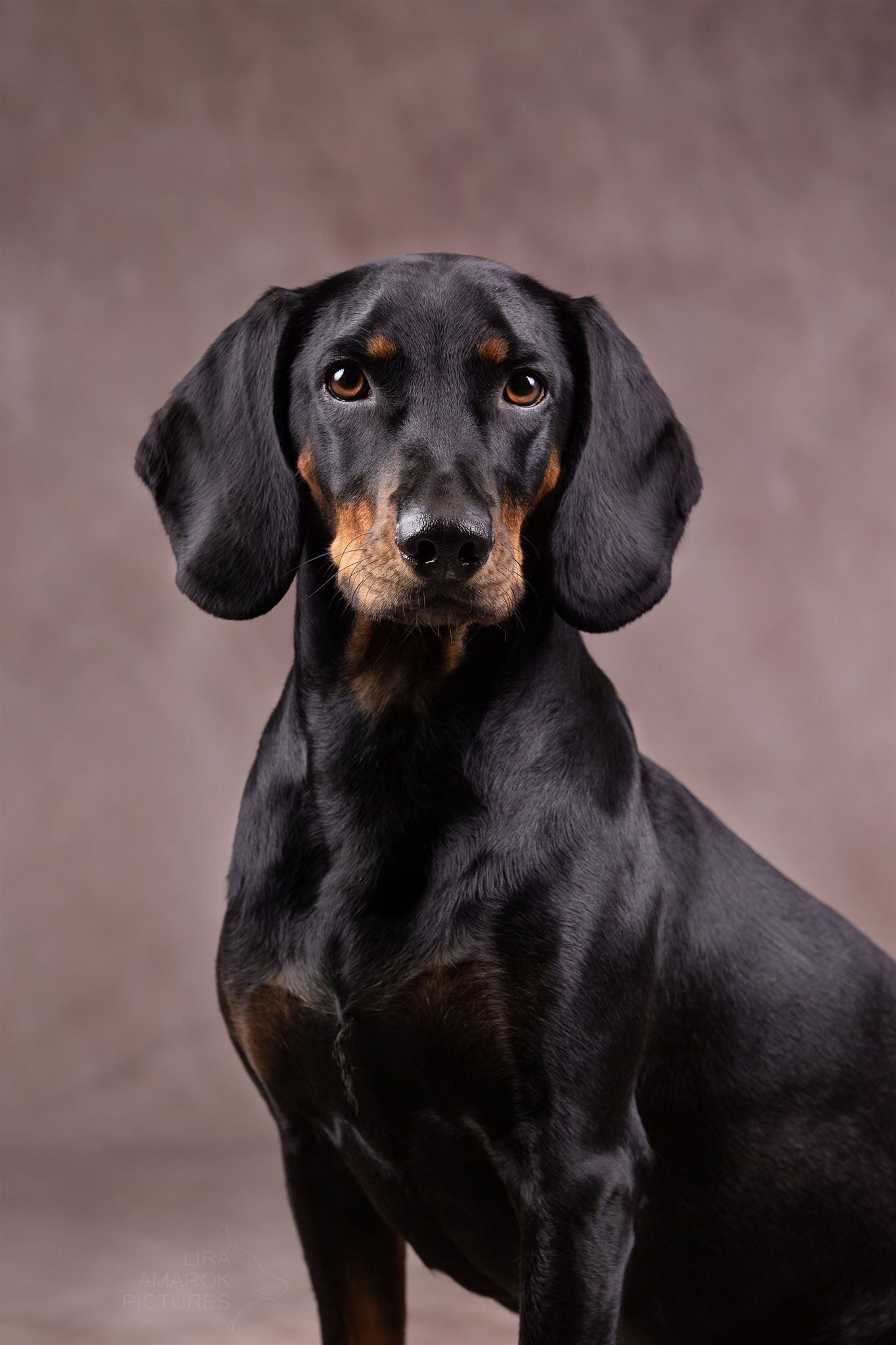 Eine Brandlbracke blickt direkt in die Kamera