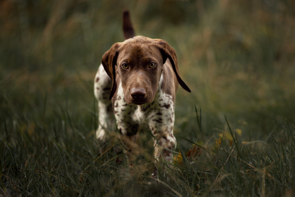 Ein Deutsch Kurzhaar Welpe schleicht auf einen zu