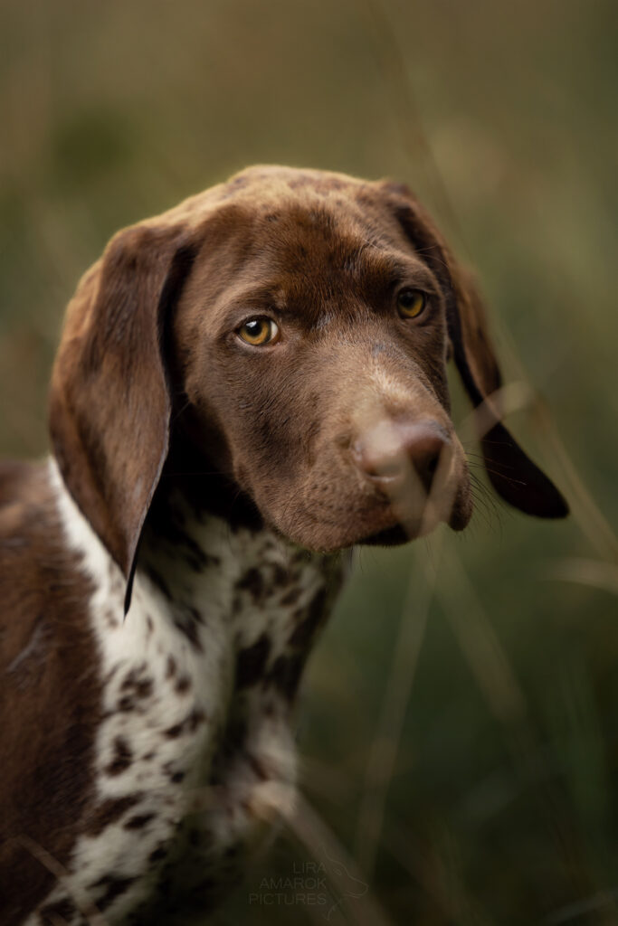 Ein Deutsch Kurzhaar Welpe im Portrait