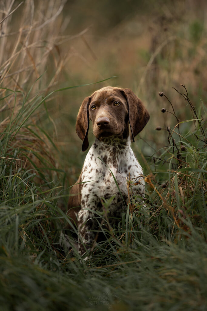 Ein sitzender Welpe in einer Wiese