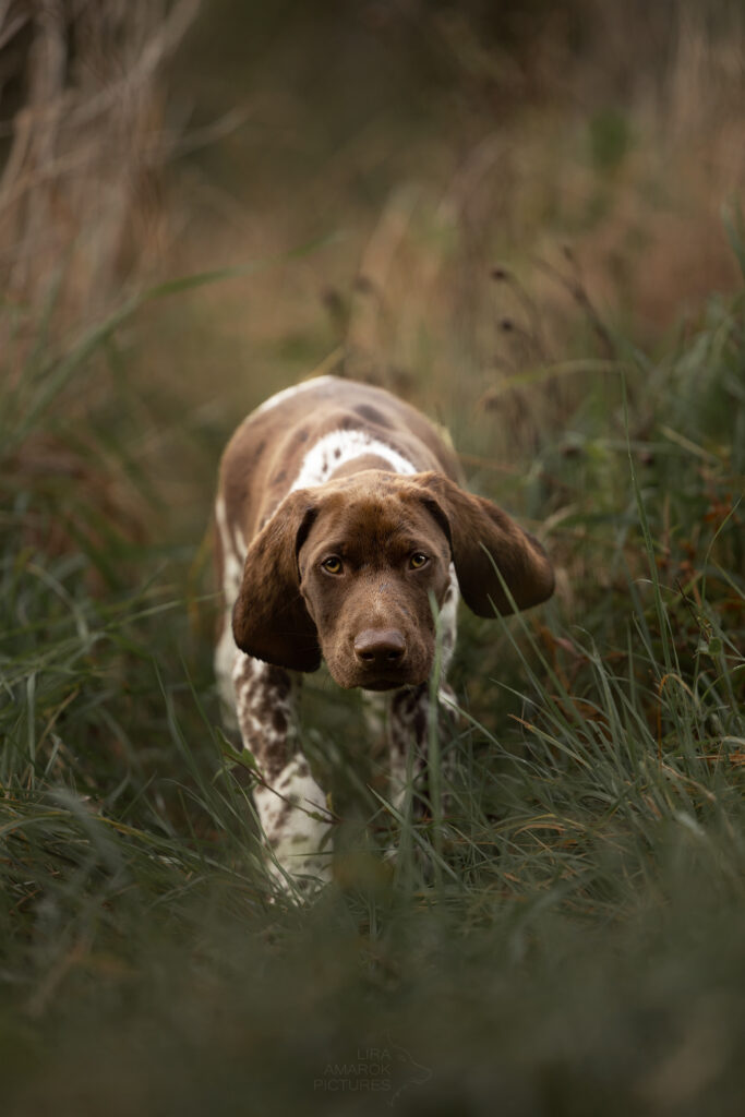 Ein DK Welpe schleicht