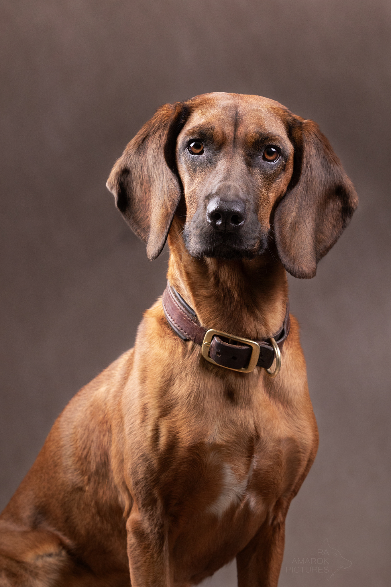 Portrait eines Tiroler Bracke