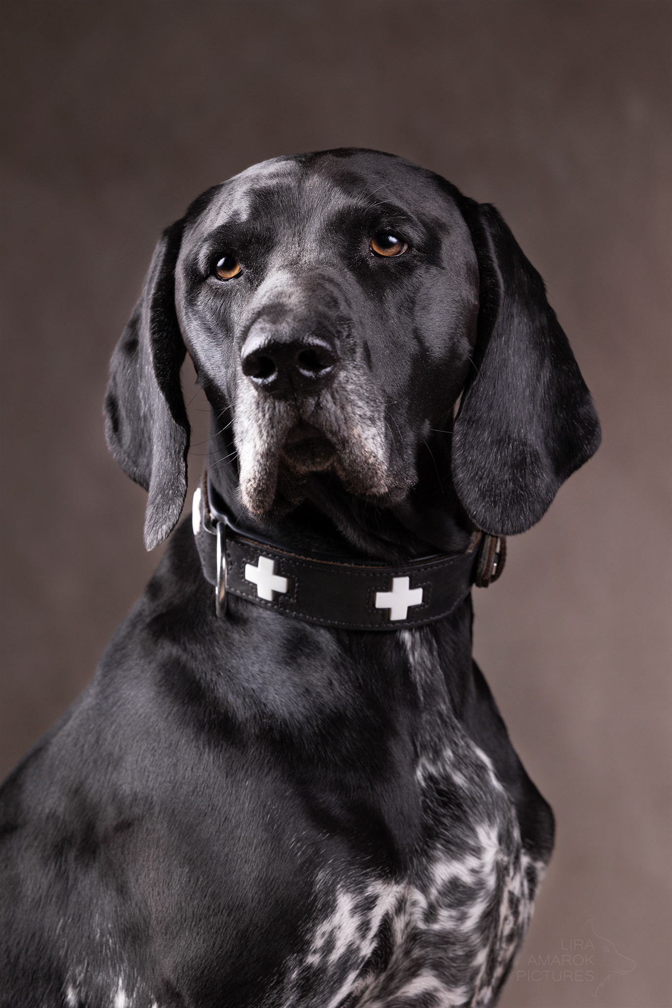 Ein Deutsch Kurzhaar in Schwarzschimmel mit Platten im Portrait