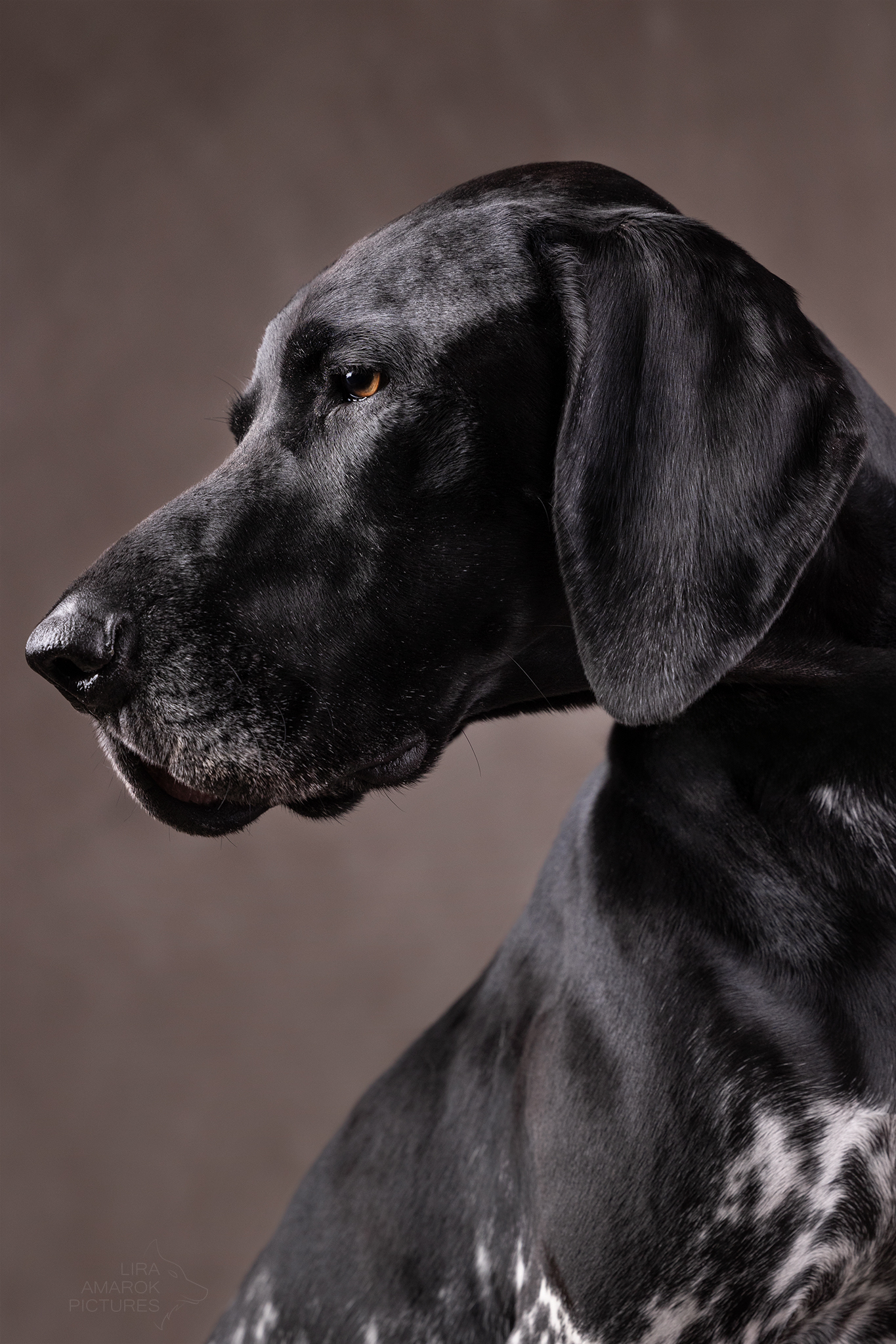 Ein Deutsch Kurzhaar blickt zur Seite im Portrait