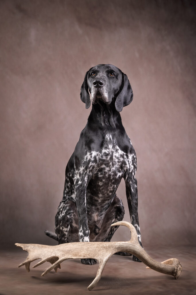 Ein Jagdhund (DK) vor einer Damschaufel sitzend im Studio