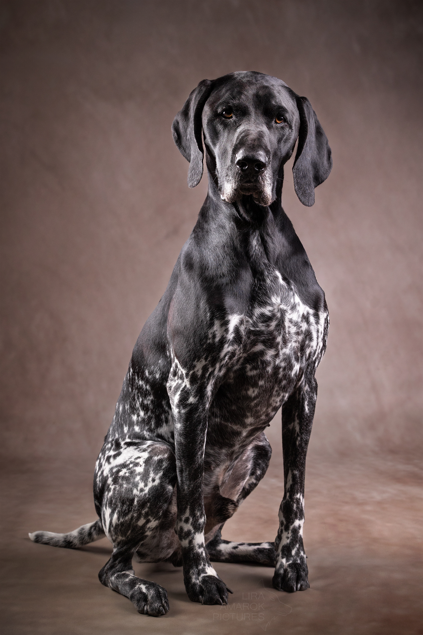 Ein Deutsch Kurzhaar Schwarzschimmel Rüde mit Platten sitzt im Studio