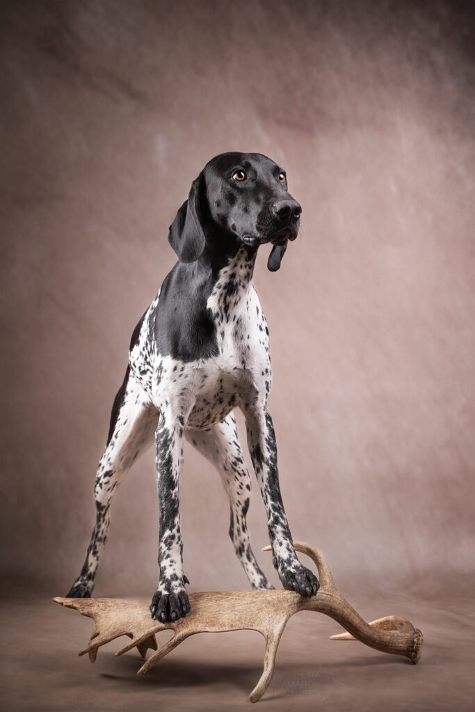 Ein DK steht auf einer Damwildschaufel