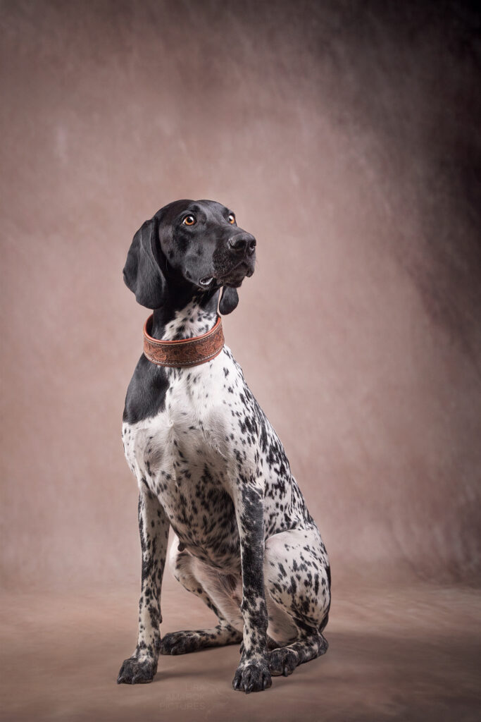 Eine DK Hündin sitzt im Studio