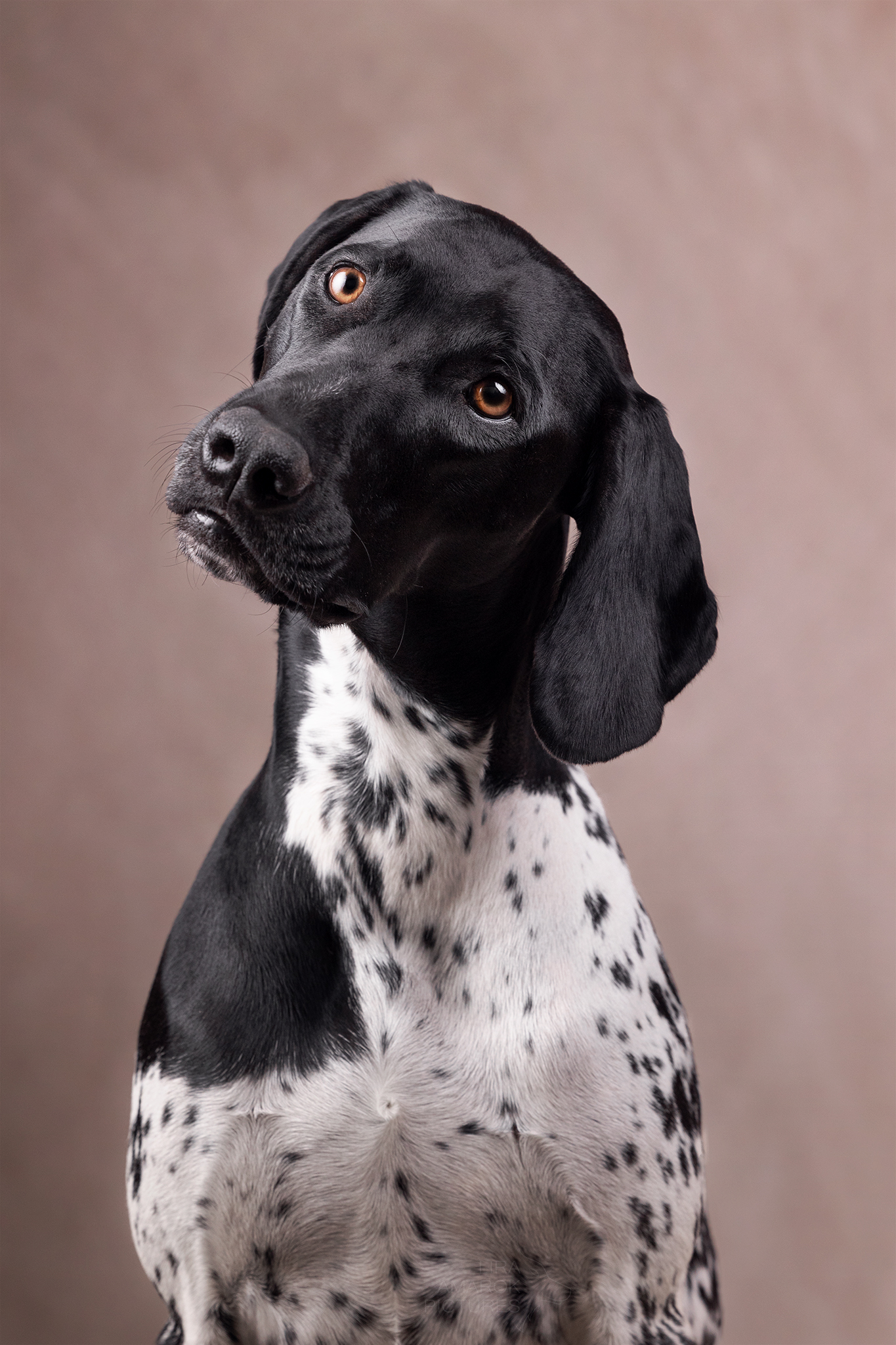 Portrait einer Deutsch Kurzhaarhündin, die den Kopf schief legt