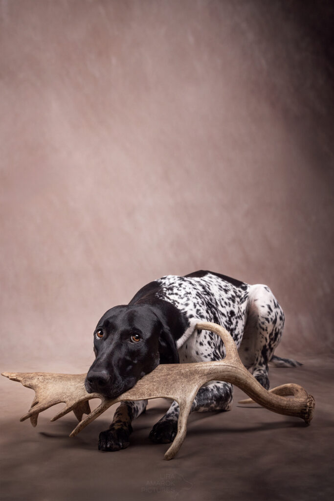 Deutsch Kurzhaar liegt und hat den Kopf auf einer Damwildschaufel abgelegt