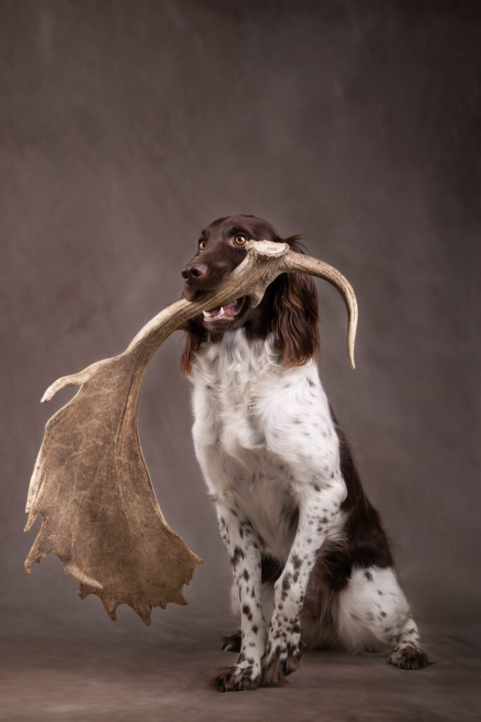Sitzender KlM mit Damhirschschaufel