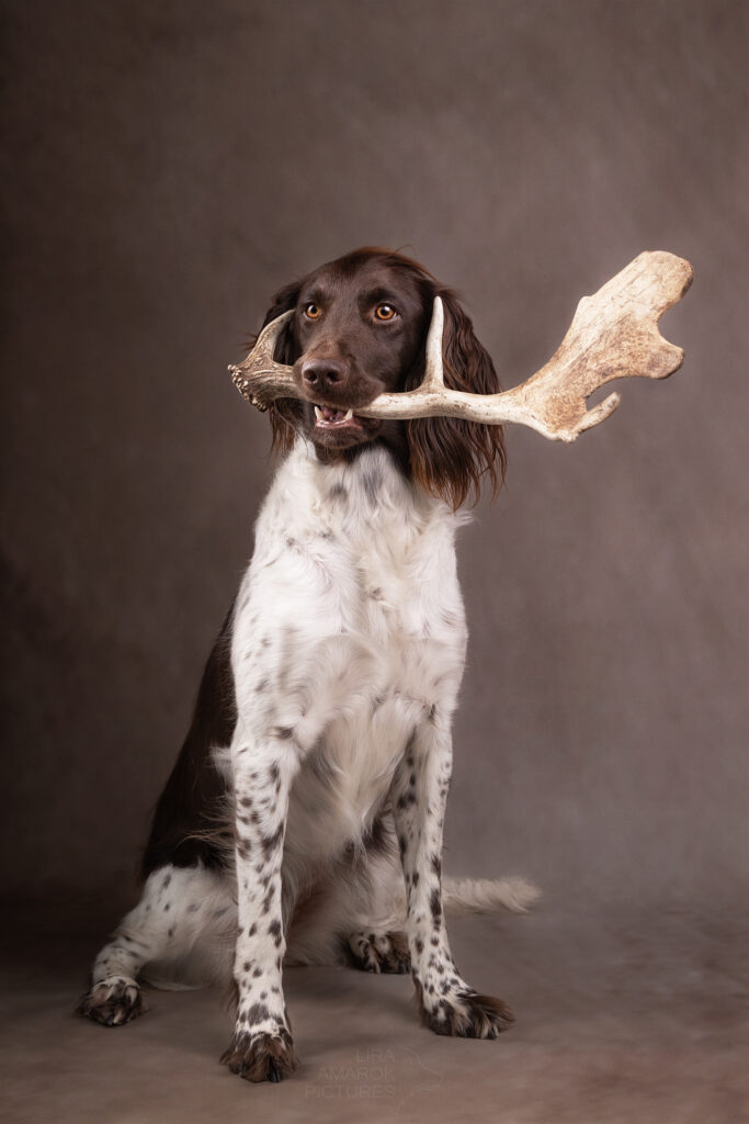 Ein KlM apportiert einen Knieper